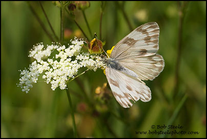Checkered White (Pontia protodice)