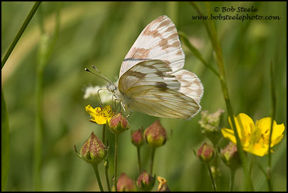 Checkered White (Pontia protodice)