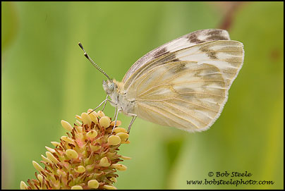 Checkered White (Pontia protodice)