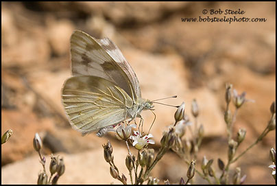 Checkered White (Pontia protodice)