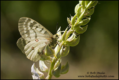Clodius Parnassian (Parnassius clodius)