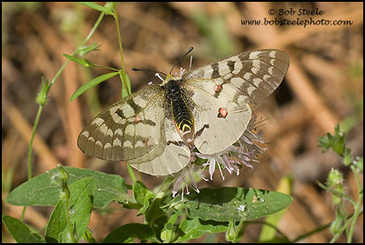Clodius Parnassian (Parnassius clodius)