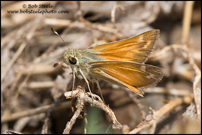 Common Branded Skipper (Hesperia comma)