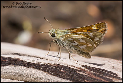 Common Branded Skipper (Hesperia comma)