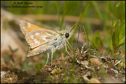 Common Branded Skipper (Hesperia comma)