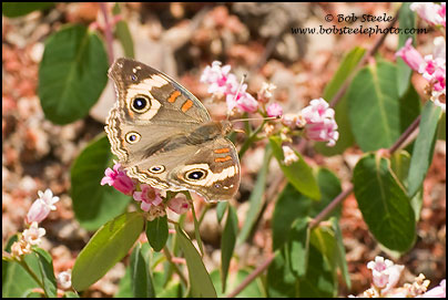 Common Buckeye (Junonia coenia)