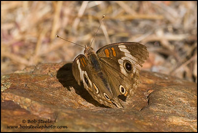 Common Buckeye (Junonia coenia)