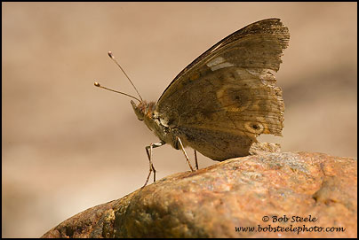 Common Buckeye (Junonia coenia)