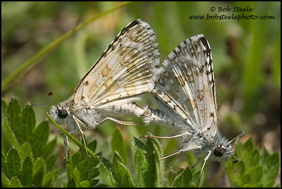Common Checkered-Skipper (Pyrgus communis)
