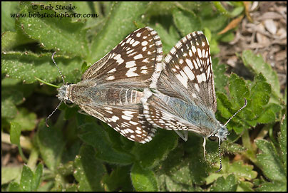 Common Checkered-Skipper (Pyrgus communis)