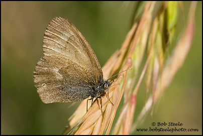Common Ringlet (Coenonympha tullia)