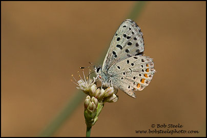Dotted Blue (Euphilotes enoptes)