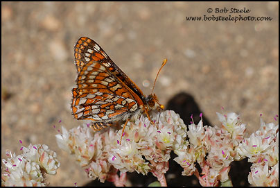 Edith's Checkerspot (Euphydryas editha)