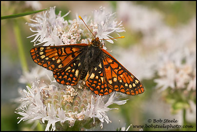 Edith's Checkerspot (Euphydryas editha)