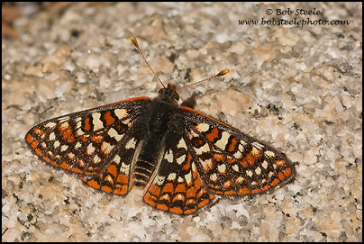 Edith's Checkerspot (Euphydryas editha)