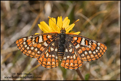 Edith's Checkerspot (Euphydryas editha)
