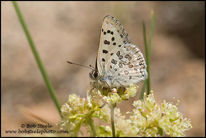 Edith's Copper (Lycaena editha)