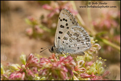 Edith's Copper (Lycaena editha)