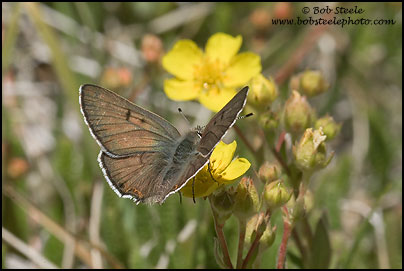 Edith's Copper (Lycaena editha)