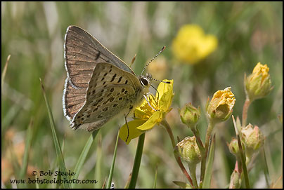 Edith's Copper (Lycaena editha)