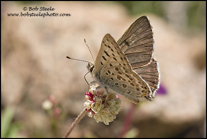 Edith's Copper (Lycaena editha)