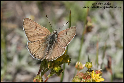 Edith's Copper (Lycaena editha)