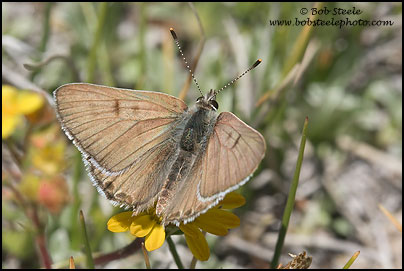 Edith's Copper (Lycaena editha)