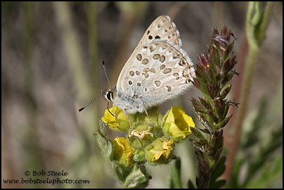 Edith's Copper (Lycaena editha)