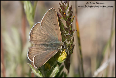 Edith's Copper (Lycaena editha)