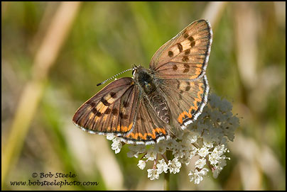 Edith's Copper (Lycaena editha)