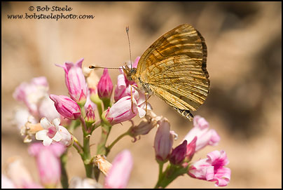 Field Crescent (Phyciodes campestris)