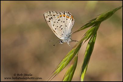 Gorgon Copper (Lycaena gorgon)