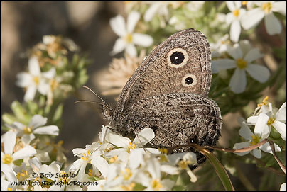 Great Basin Wood-Nymph (Cercyonis sthenele)