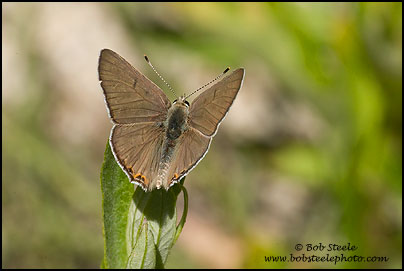 Great Copper (Lycaena xanthoides)