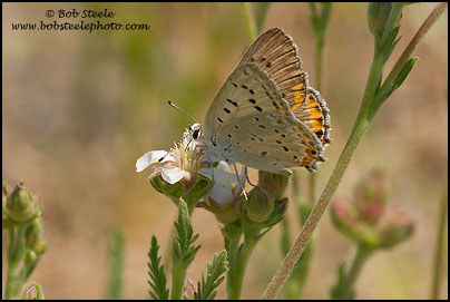 Great Copper (Lycaena xanthoides)