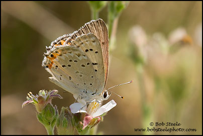 Great Copper (Lycaena xanthoides)