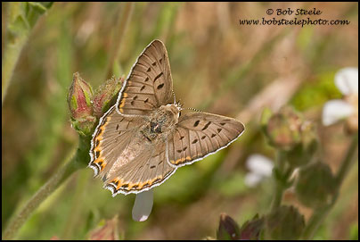 Great Copper (Lycaena xanthoides)