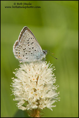 Greenish Blue (Plebejus saepiolus)
