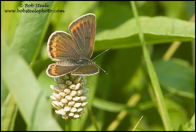 Greenish Blue (Plebejus saepiolus)