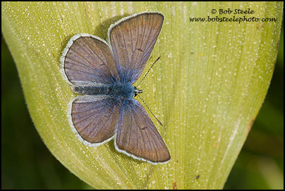 Greenish Blue (Plebejus saepiolus)