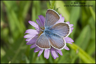 Greenish Blue (Plebejus saepiolus)