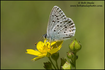 Greenish Blue (Plebejus saepiolus)