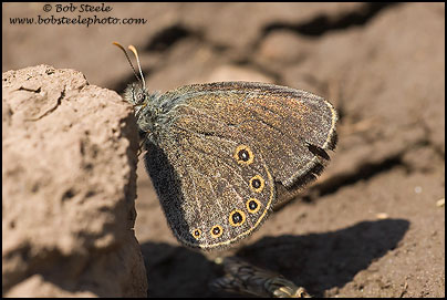 Hayden's Ringlet (Coenonympha haydenii)