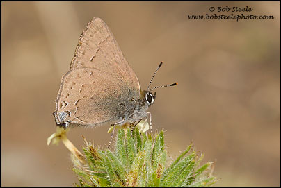 Hedgerow Hairstreak (Satyrium saepium)