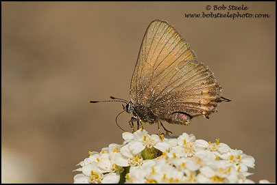 Hedgerow Hairstreak (Satyrium saepium)