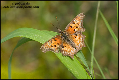 Hoary Comma (Polygonia gracilis)