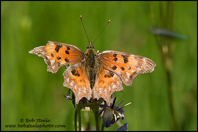 Hoary Comma (Polygonia gracilis)