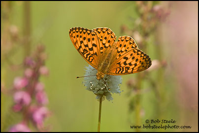 Hydaspe Fritillary (Speyeria hydaspe)