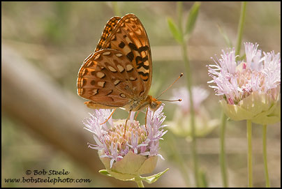 Hydaspe Fritillary (Speyeria hydaspe)