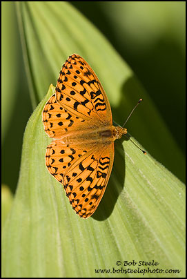 Hydaspe Fritillary (Speyeria hydaspe)